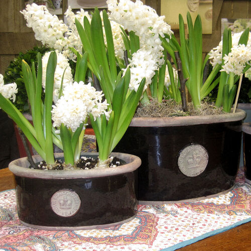 oval pots for plants Kent Kew Oval Planter, Assorted Colors
